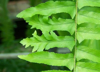 Nephrolepis sp